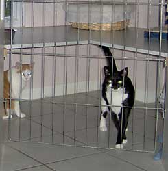 Bettie & Ginger