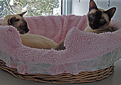 2 cats meeting