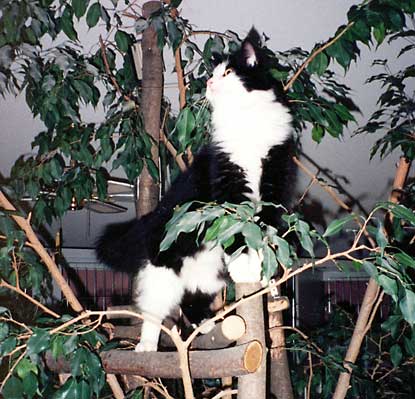 Johnny climbing